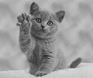 Create meme: kittens British Shorthair, British Shorthair
