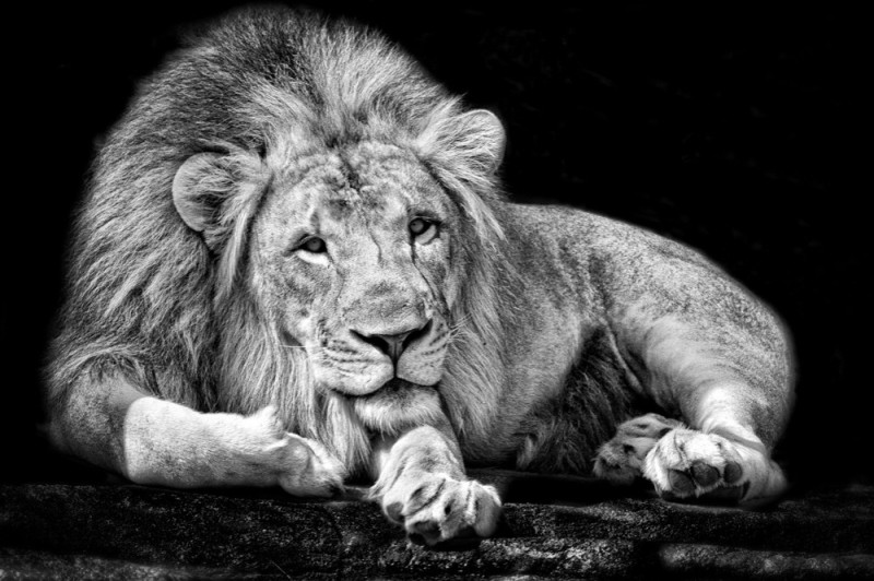 Create meme: Leo , the lion background, white lions