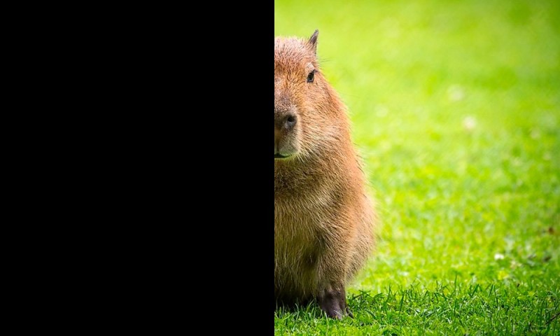 Create meme: the capybara , capybara photos, angry capybara