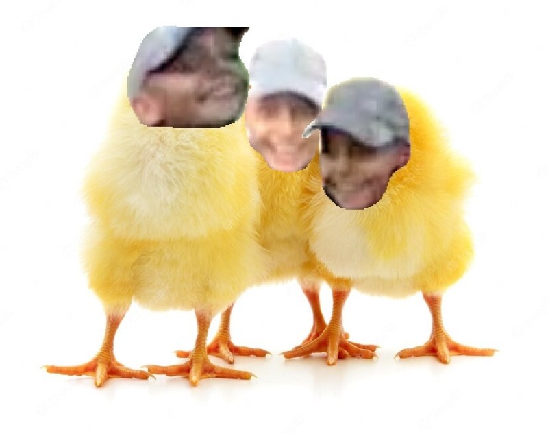 Создать мем: красивые цыплята 3 шт, маленькие цыплята, милый цыпленок