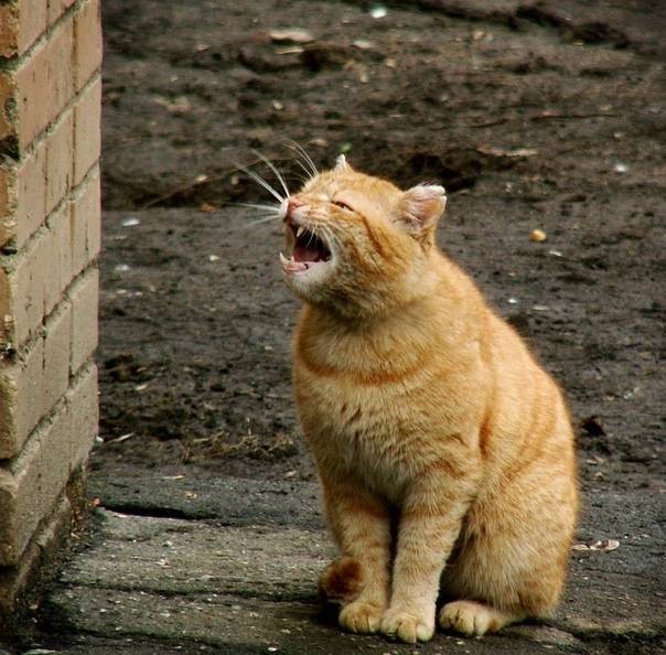 Create meme: the ginger cat yawns, cat , screaming cat 