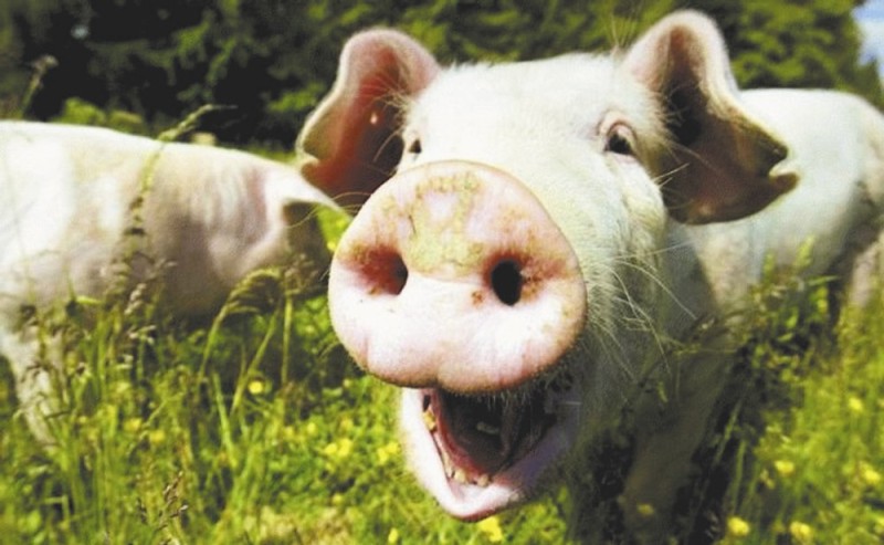 Create meme: the smiling pig, oink oink , pig pig 