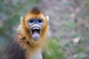 Create meme: monkey rhinopithecus, snub-nosed monkey photos, Golden snub-nosed monkey photos