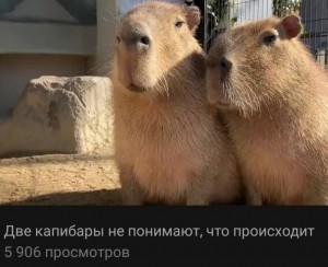 Create meme: a pet capybara, rodent capybara, the capybara