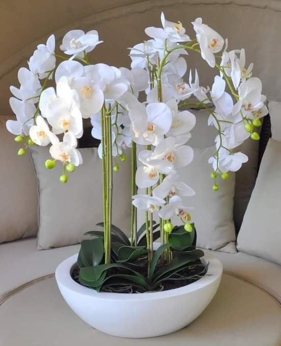 Создать мем: орхидея комнатная, орхидея фаленопсис белая, орхидея