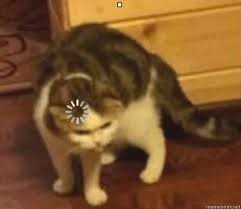 Create meme: cat, a cat with a load on its head, cat 