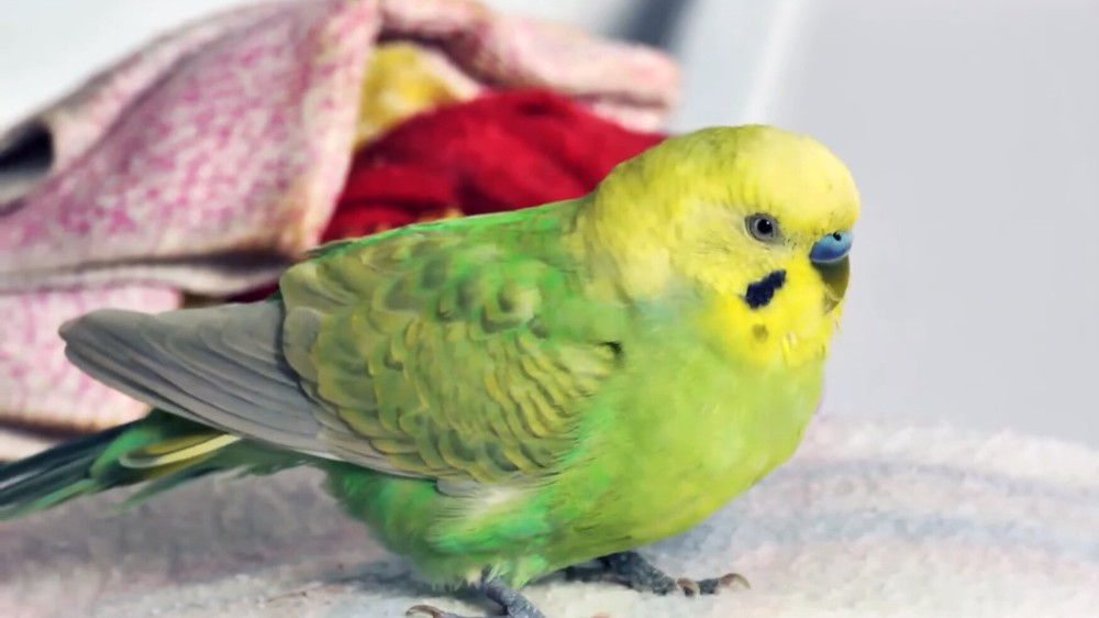 Создать мем: зеленый спенгл волнистый попугай, волнистый попугай зеленый, волнистый попугай чех