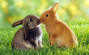 Create meme: a pet rabbit, rabbit cute