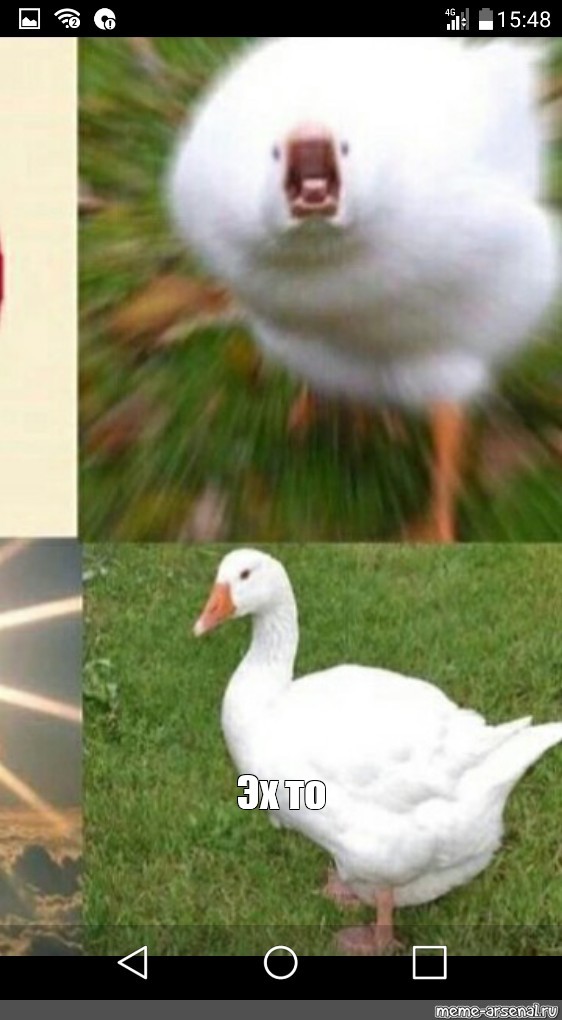 Goose goose duck
