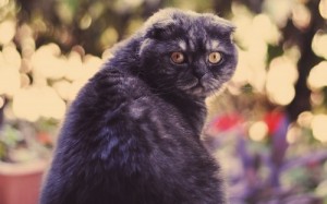 Create meme: Scottish fold cat, Scottish fold cat, Wallpaper desktop cats