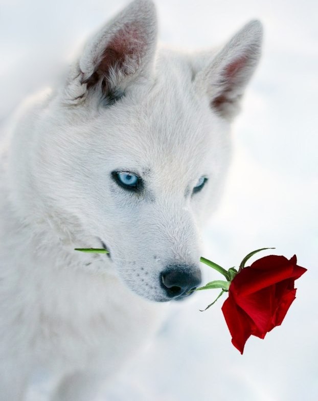 Create meme: Jon snow , a white wolf with a rose in his teeth, white husky