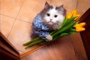 Создать мем: котик с цветочками, кот с цветами мем, кот с букетом цветов