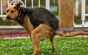 Create meme: German shepherd dog, German shepherd breed, shepherd