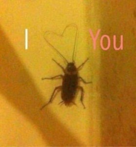 Create meme: beetle, cockroach