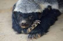 Create meme: honey badger crazy, honey badger is cute, honey badger animal