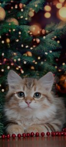 Создать мем: елка новый год, новогодние рыжие коты, сибирские котята новогодние