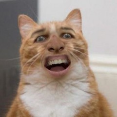 Create meme: cat tumblr, memes, funny cat