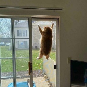 Создать мем: кошка животное, забавные животные, окна антикошка