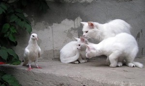 Create meme: white kitten, Turkish van, white cat