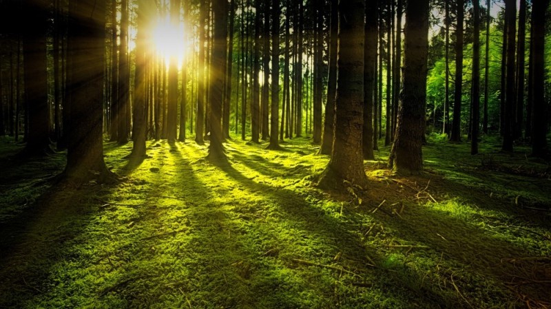 Create meme: nature forest , forest , forest sun