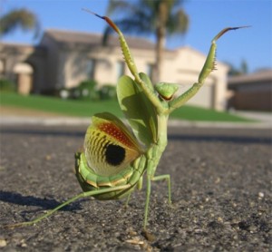 Создать мем: насекомые, praying mantis, самка богомола