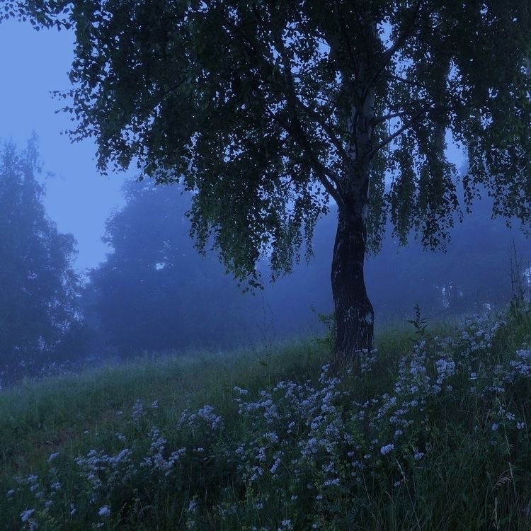 Create meme: summer night landscape, nature , landscape fog