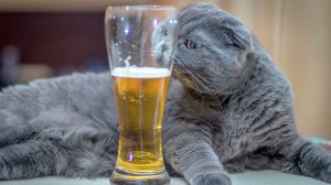Создать мем: пиво, кошка, котики