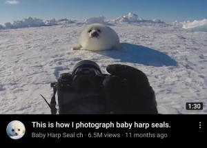 Создать мем: тюлень, морской котик, baby seal