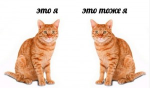 Create meme: red cat, cat, cat