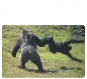 Создать мем: драка горилл, горилла кинг конг, горилла самец