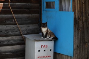Создать мем: деревенский кот, кошка в окошке, кот в деревне зимой