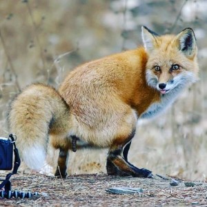 Create meme: fat Fox pics, to distinguish a Fox from a Fox, Fox