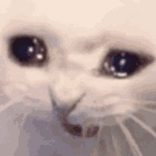 Create meme: crying cat meme, cat with tears, weeping cats