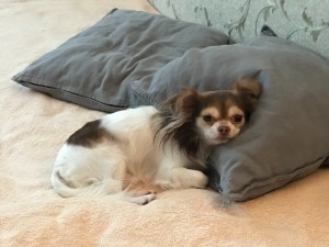 Create meme: lost dog Chihuahua Saint Petersburg, long-haired Chihuahua, papillion