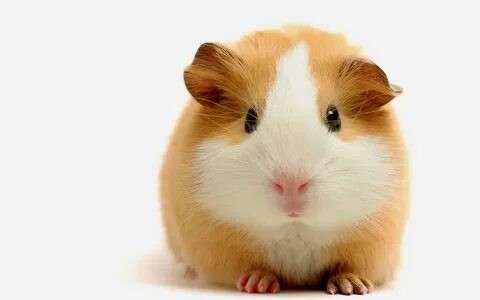 Создать мем: морская свинка домашняя, хомяк, guinea pig