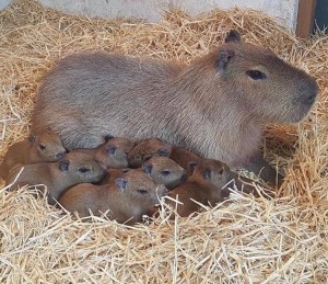 Create meme: a pet capybara, the capybara