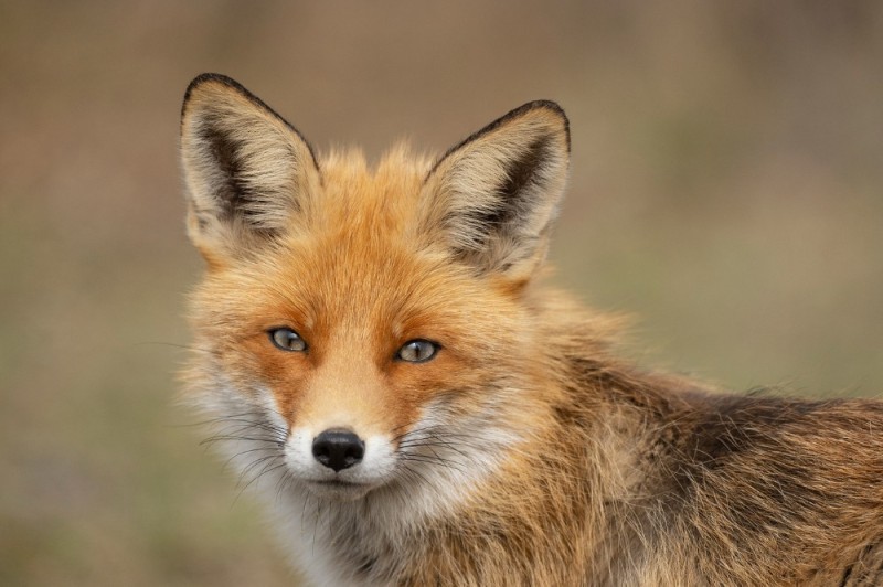 Создать мем: лисица обыкновенная, рыжая лиса, лиса морда