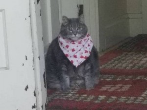 Создать мем: кот кот, мем с котами, толстый кот в платочке