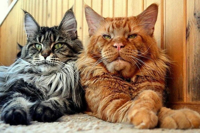 Create meme: 2 maine coon, cat Maine Coon, maine coon breed