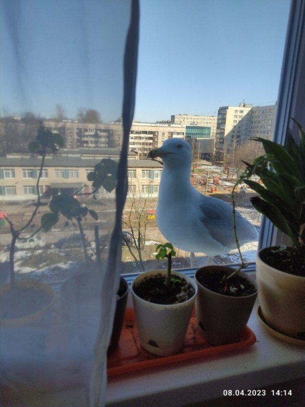 Create meme: Seagull, home plant, seagull on the window