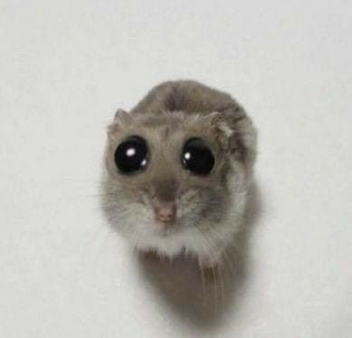 Create meme: hamster , the cute animals , animals cute