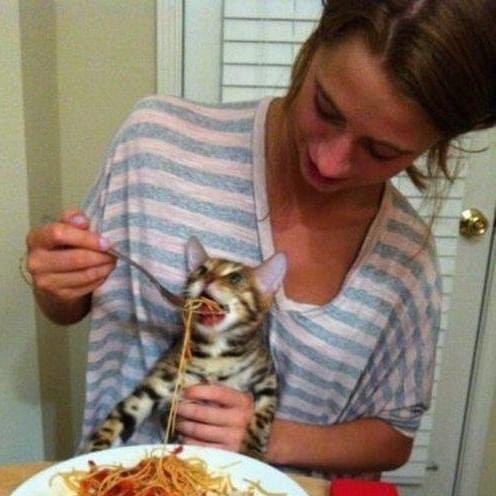 Создать мем: кот ест спагетти, кот кушает мем, кот и спагетти