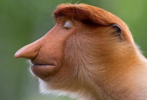 Create meme: a proboscis monkey, a monkey with a nose, monkey nosey
