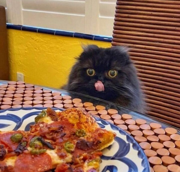 Создать мем: смешные коты, кот с блинами, кот и пицца мем
