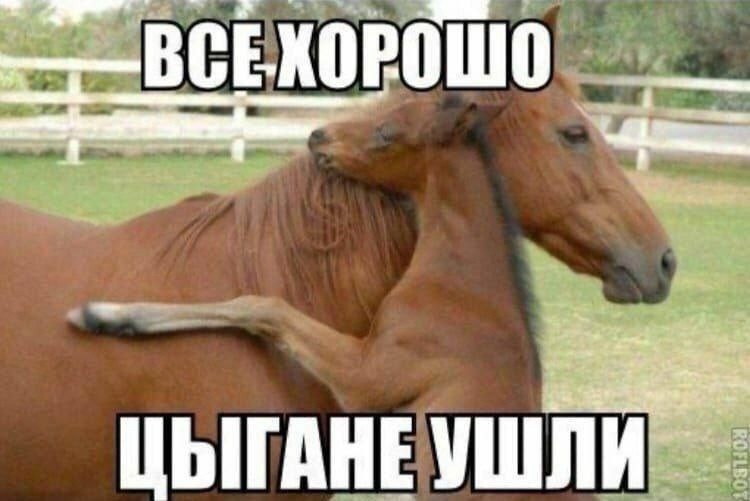 Create meme: cool horse, A meme with a horse, memes about horses