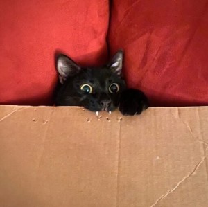 Создать мем: кот в картонной коробке, счастливый черный кот, котик