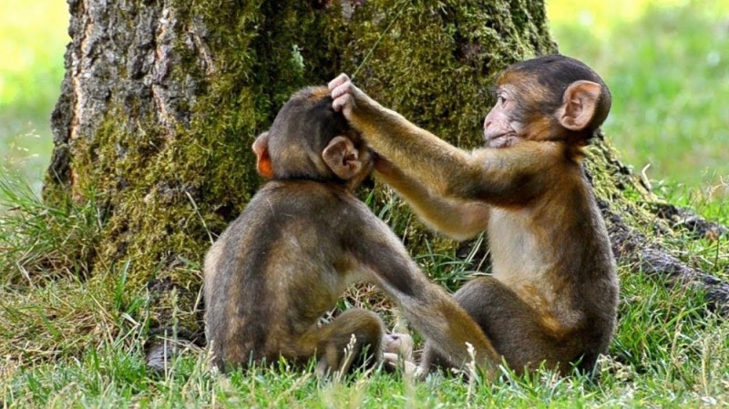 Создать мем: танцующая обезьянка, обезьяна, monkey
