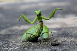 Create meme: insects, praying mantis, Hhh