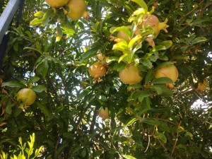 Create meme: pomelo, pear dwarf on quince, fruit plants of Cyprus