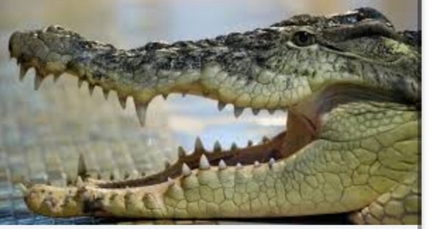 Создать мем: нильские крокодилы, крокодил красивый, салехард